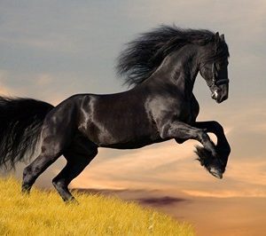cheval fresque photographique 1041