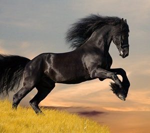 horse wall mural 1041