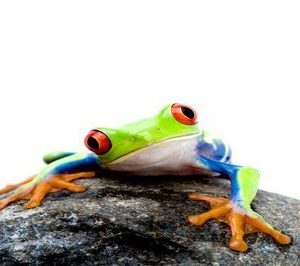 frogs wall murals 1052