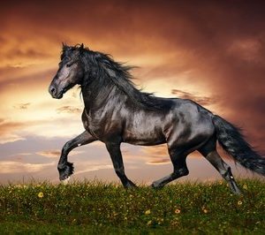 horse wall murals 1015