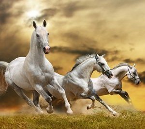 horse wall murals 1016