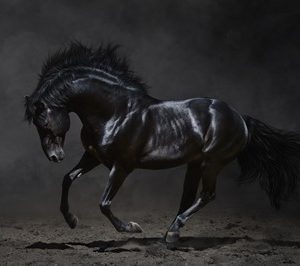 horse wall murals 1040