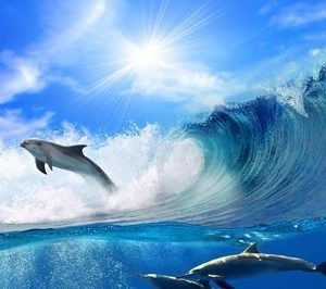fotomurales de delfines 1018