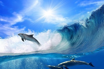 fotomurales de delfines 1018