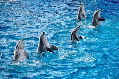 fotomurales de delfines 1028