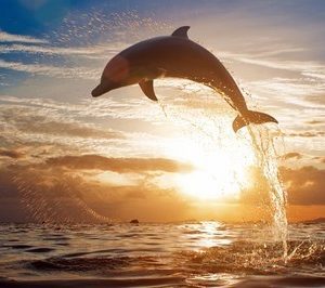 fotomurales de delfines 1071