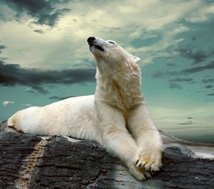 fotomurales de osos polares 1008