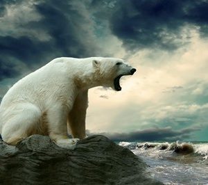 murais de parede urso polar 1009