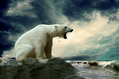 fotomurales de osos polares 1009