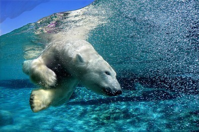 fotomurales de osos polares 1072