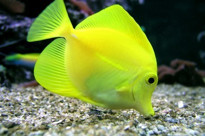 fotomurales pez amarillo 1001