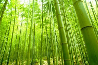 fotomurales cañas de bambu 1105