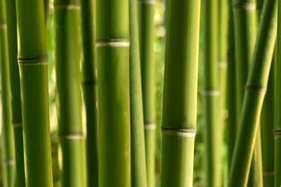 fotomurales de bambu 1002 (2)