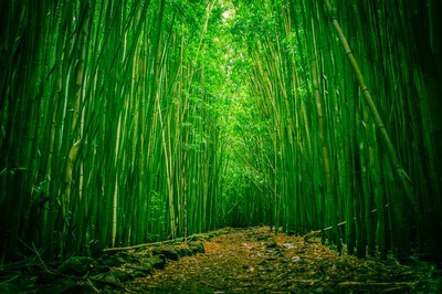 fotomurales de bambu 1115