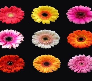 fotomurales de flores 1006