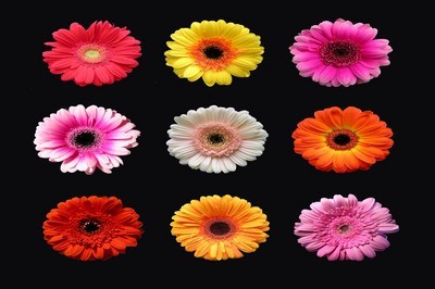 fotomurales de flores 1006