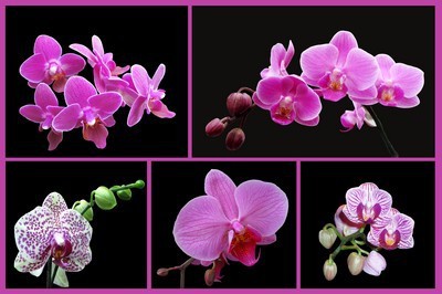 fotomurales de orquideas 1055