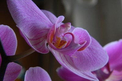 fotomurales de orquideas 1082