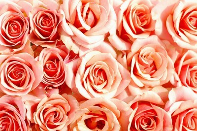 fotomurales de rosas 1161