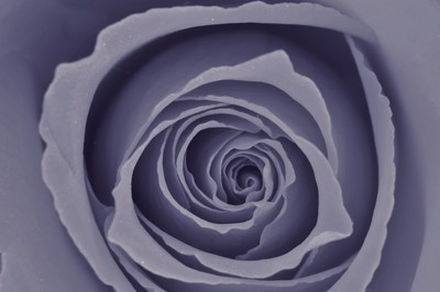 fotomurales de rosas 1181