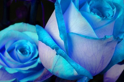 fotomurales de rosas azules 1151