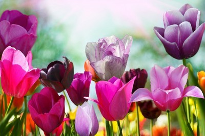 fotomurales de tulipanes 1020