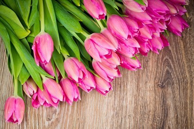 fotomurales de tulipanes 1033
