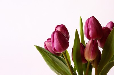 fotomurales de tulipanes 1056
