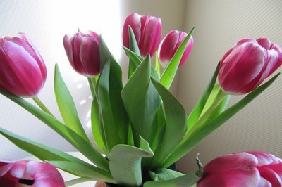 fotomurales de tulipanes 1079
