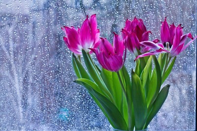 fotomurales de tulipanes 1084