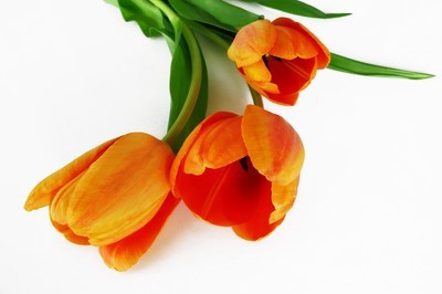 fotomurales de tulipanes 1088