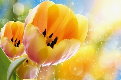 fotomurales de tulipanes 1101