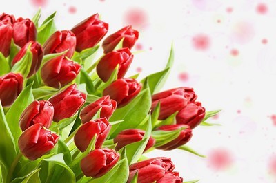 fotomurales de tulipanes 1102