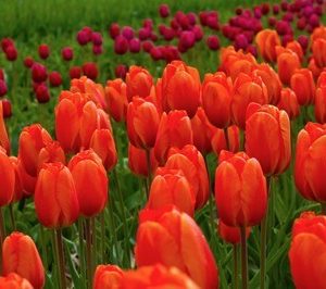 fotomurales of tulips 1122