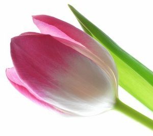 fotomurales of tulips 1192