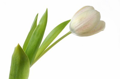fotomurales de tulipanes 1219